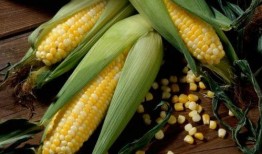 娱乐吃瓜酱玉米